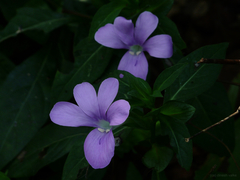 Barleria prattensis