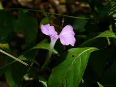 Barleria prattensis