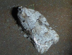 Acleris cornana