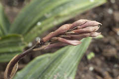 Cremastra appendiculata variabilis