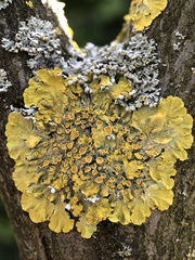 Xanthoria parietina