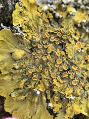Xanthoria parietina