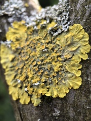 Xanthoria parietina