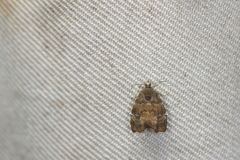 Choreutis yakushimensis