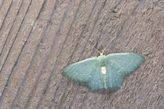 Chlorissa arcana