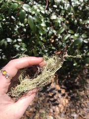Usnea subgracilis