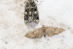 Eupithecia clavifera