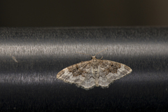 Hydrelia enisaria