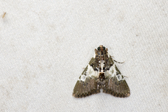 Termioptycha margarita