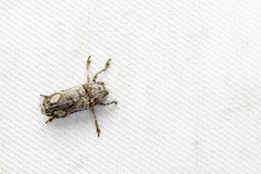 Nipholophia chujoi