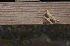 Bastilla arcuata