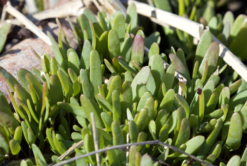 Sea Aster