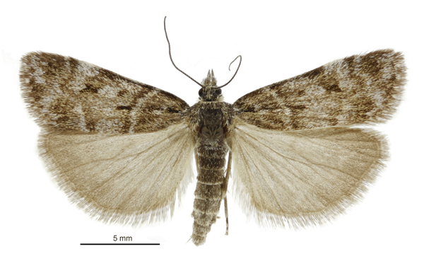 Scoparia nomeutis