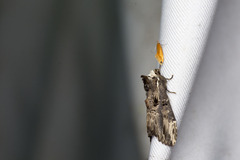 Hexafrenum maculifer