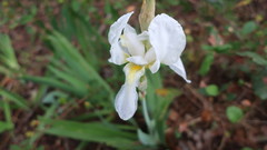 Iris albicans