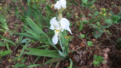 Iris albicans