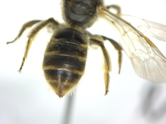 Evylaeus