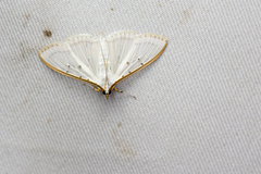Palpita asiaticalis