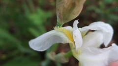 Iris albicans