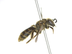Evylaeus