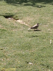 Streptopelia decaocto