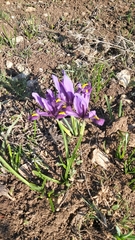 Iris reticulata