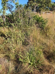 Chlorophytum krookianum