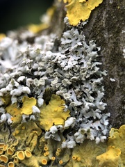 Physcia adscendens