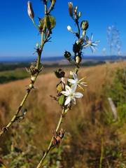 Chlorophytum krookianum