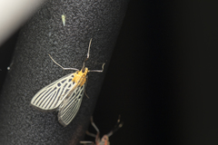 Tyspanodes hypsalis