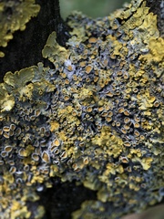 Xanthoria parietina
