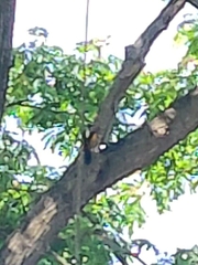 Chrysocolaptes festivus