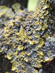Xanthoria parietina