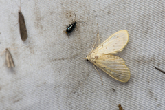 Epipagis setinalis