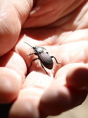 Cardiothorax howitti