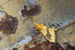 Euproctis purpureofasciata
