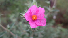 Cistus albidus