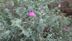Cistus albidus