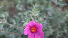 Cistus albidus