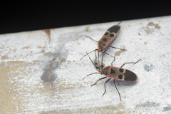 Physopelta gutta gutta