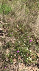 Mononeuria nuttallii