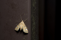 Eoophyla conjunctalis