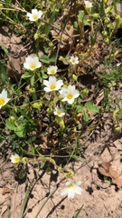 Mononeuria nuttallii