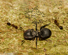 Cephalotes pusillus