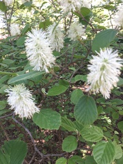 Fothergilla gardenii