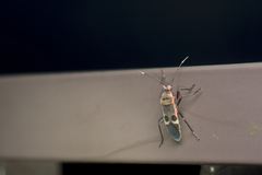 Physopelta gutta gutta