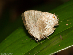 Strephonota