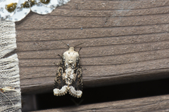 Orthosia limbata