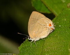 Theclopsis gargara
