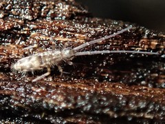 Paronellides